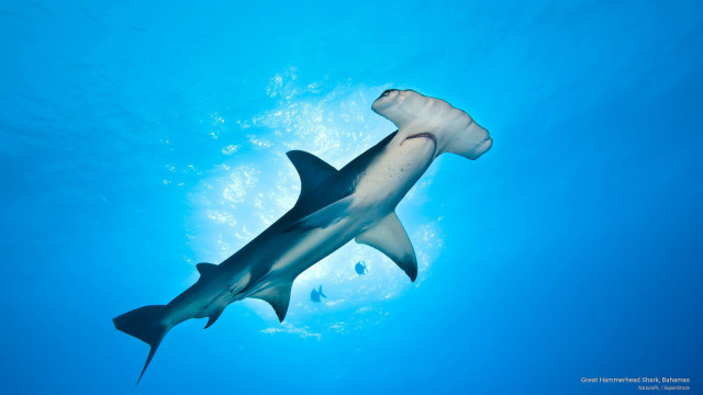 Large shark swimming ocean fish #3 free wallpaper - medium preview image