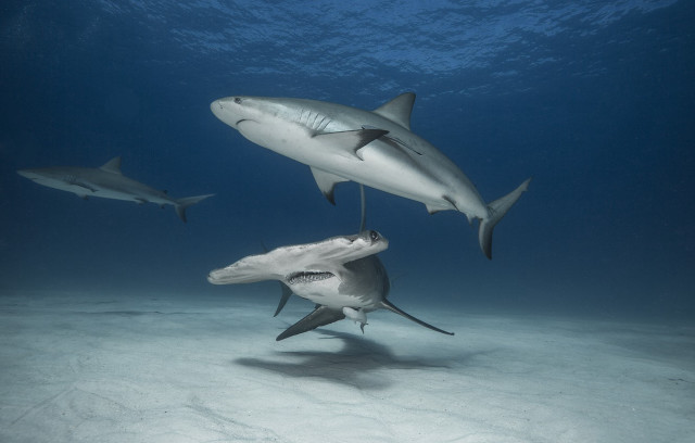 Sharks swimming ocean man background free wallpaper - medium preview image