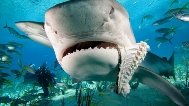 Shark diver fish coral bubble free wallpaper - medium preview image