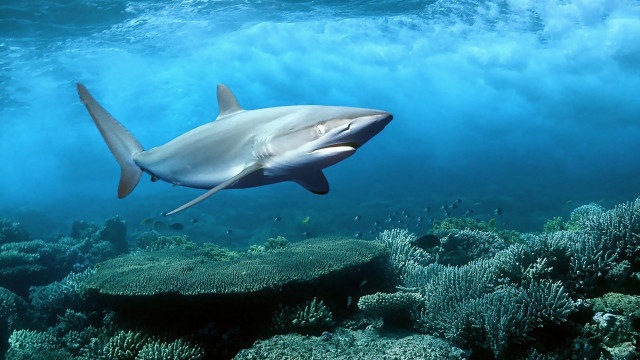 Shark coral reef ocean sunny free wallpaper - medium preview image