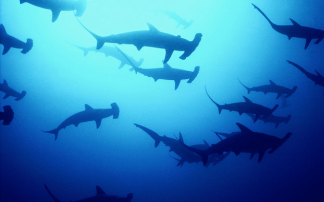 Sharks swimming ocean blue light free wallpaper - medium preview image
