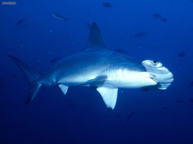 Shark person fish ocean underwater free wallpaper - medium preview image