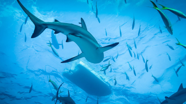 Sharks diver ocean group swimming free wallpaper - medium preview image