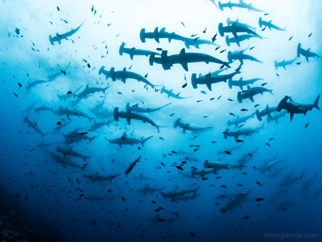 Large group sharks swimming ocean #2 free wallpaper - medium preview image