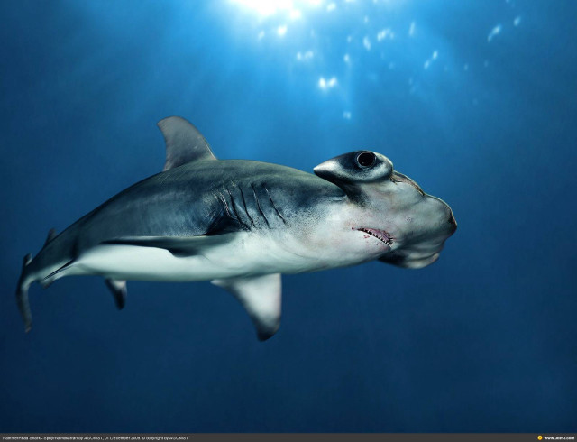 Shark swimming ocean sun fish free wallpaper - medium preview image