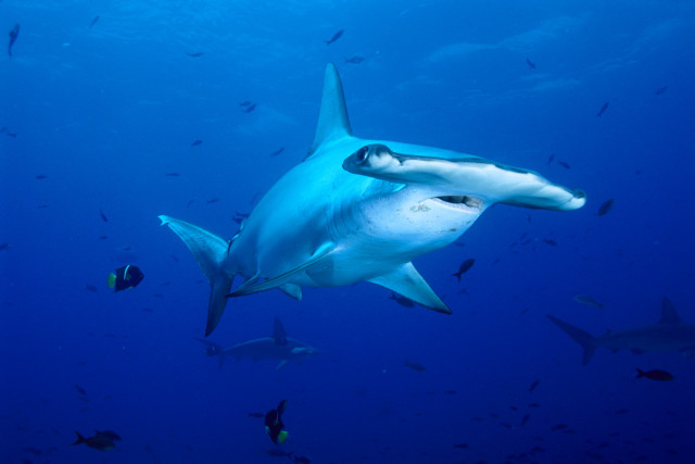 Shark fish ocean naturalism blue free wallpaper - medium preview image