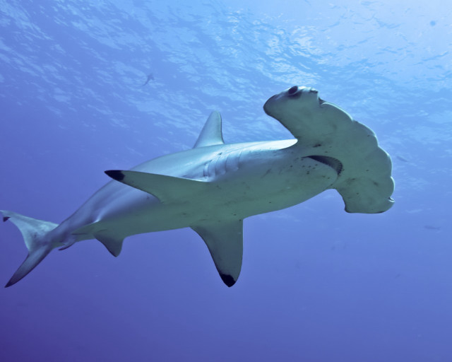 Large shark swimming ocean fish #4 free wallpaper - medium preview image