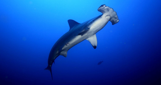 Shark swimming ocean fish scuba free wallpaper - medium preview image