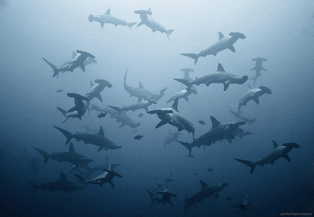 Sharks swimming ocean group together #2 free wallpaper - medium preview image