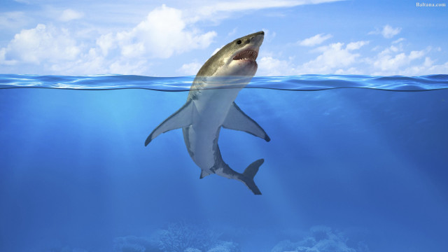 Shark swimming ocean sky clouds free wallpaper - medium preview image