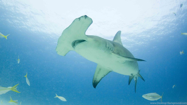 White shark fish jigsaw underwater free wallpaper - medium preview image
