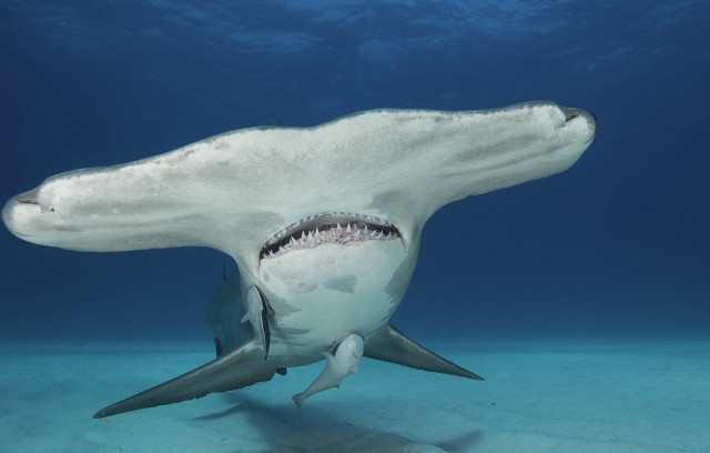 Shark mouth open teeth water free wallpaper - medium preview image