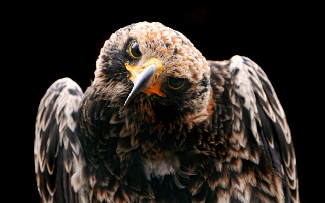 Eagle bird wings feathers black free wallpaper - medium preview image