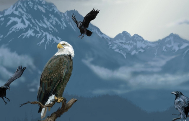 Bald eagle tree branch birds free wallpaper - medium preview image