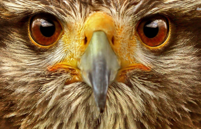 Bird prey yellow beak brown free wallpaper - medium preview image