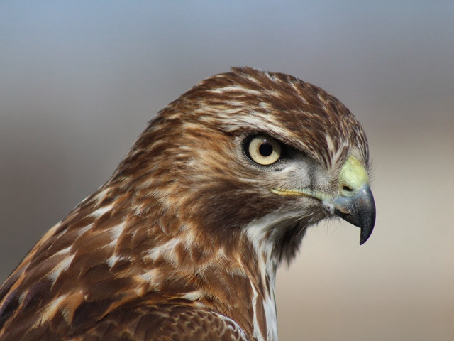 Bird prey closeup macro grey free wallpaper - medium preview image