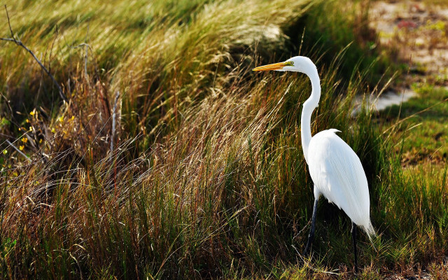 White bird tall grass autumn free wallpaper - medium preview image