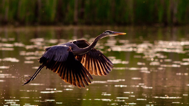 Bird flying water fish mouth #3 free wallpaper - medium preview image