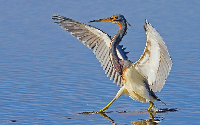 Bird wings spread water reflection free wallpaper - medium preview image