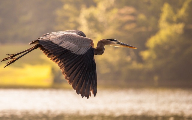 Bird flying water trees background free wallpaper - medium preview image