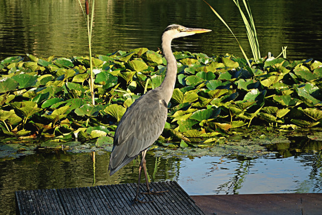 Bird dock pond green plants free wallpaper - medium preview image