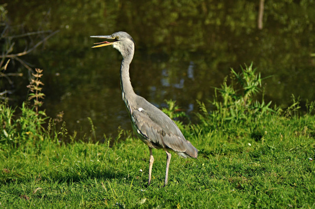 Bird longbeak standing green field free wallpaper - medium preview image