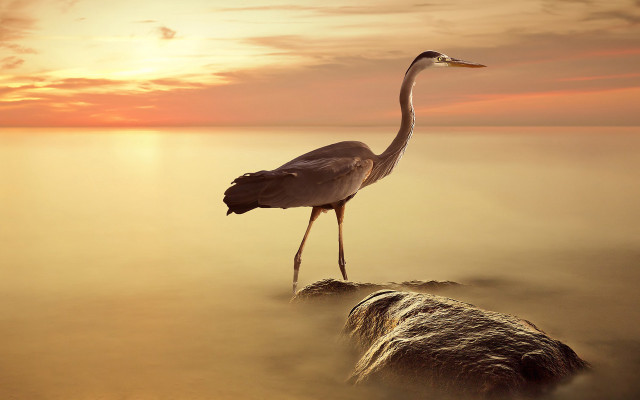 Bird rock water sunset dawn free wallpaper - medium preview image