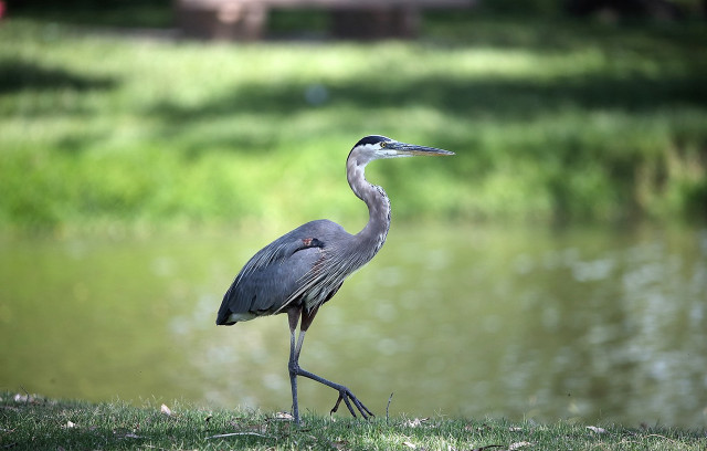 Bird grass water building person free wallpaper - medium preview image