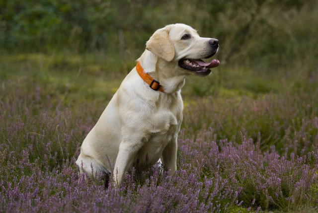 Dog sitting lavender field tongue free wallpaper - medium preview image