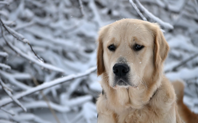 Dog standing snow outside winter free wallpaper - medium preview image