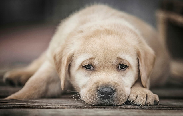 Puppy laying ground head down free wallpaper - medium preview image
