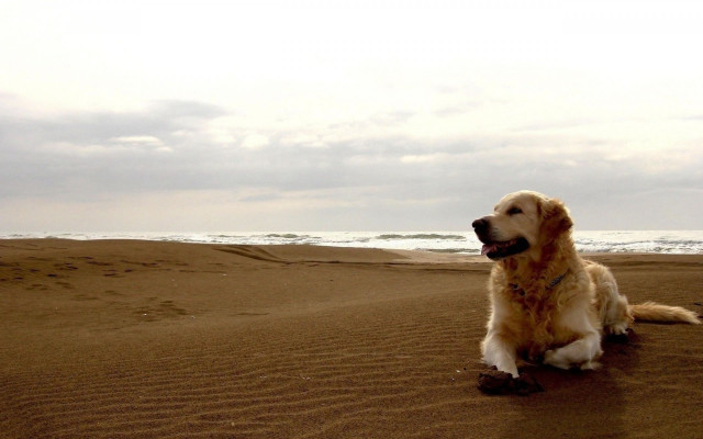 Dog beach ocean waves sitting free wallpaper - medium preview image