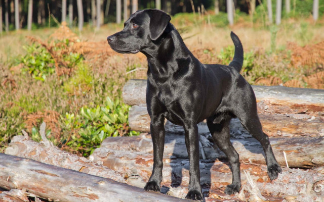 Black dog log forest grass free wallpaper - medium preview image
