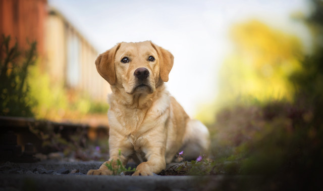 Dog sitting grass building blue free wallpaper - medium preview image