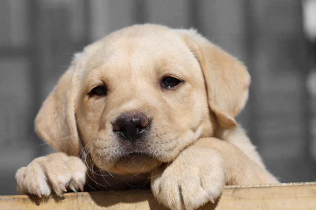 Puppy leaning fence sad look free wallpaper - medium preview image