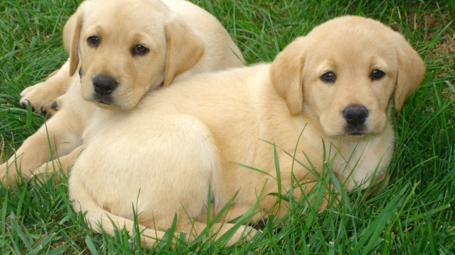 Two yellow labs laying grass free wallpaper - medium preview image