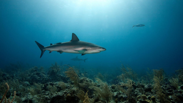 Shark swimming ocean fish nearby free wallpaper - medium preview image