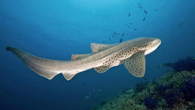Large fish ocean surrounded by free wallpaper - medium preview image