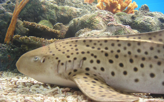 Spotted fish swimming coral reef free wallpaper - medium preview image