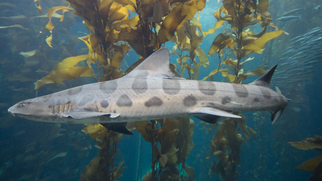 Large gray shark aquarium fish free wallpaper - medium preview image