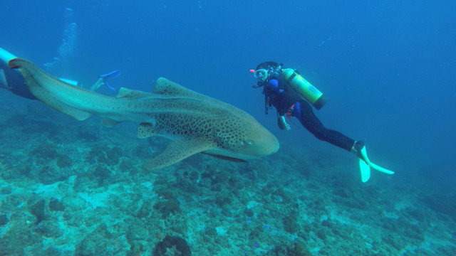 Diver shark ocean scuba wetsuit free wallpaper - medium preview image