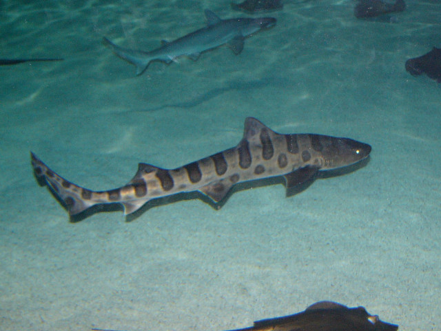 Fish swimming water fish hook #2 free wallpaper - medium preview image