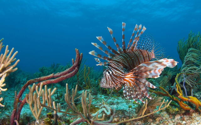 Lionfish coral reef ocean seaweed free wallpaper - medium preview image