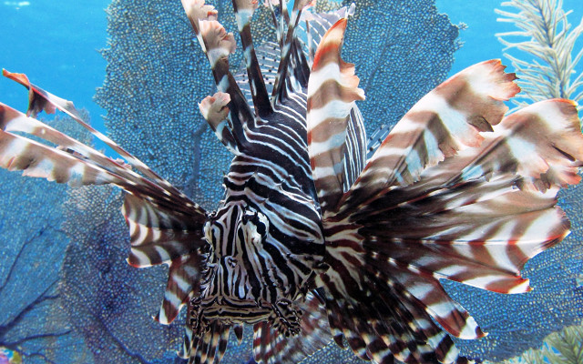 Lionfish swimming coral reef ocean free wallpaper - medium preview image