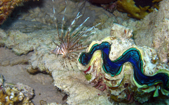 Sea slug coral blue white free wallpaper - medium preview image