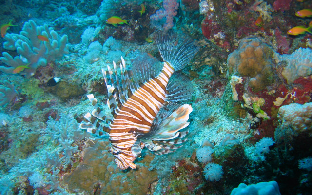 Lionfish coral reef ocean fish #2 free wallpaper - medium preview image