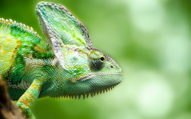 Green chameleon tree branch head free wallpaper - medium preview image