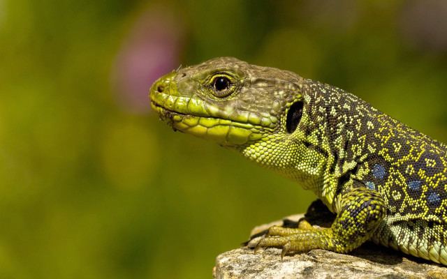 Lizard sitting rock outside sunshine free wallpaper - medium preview image