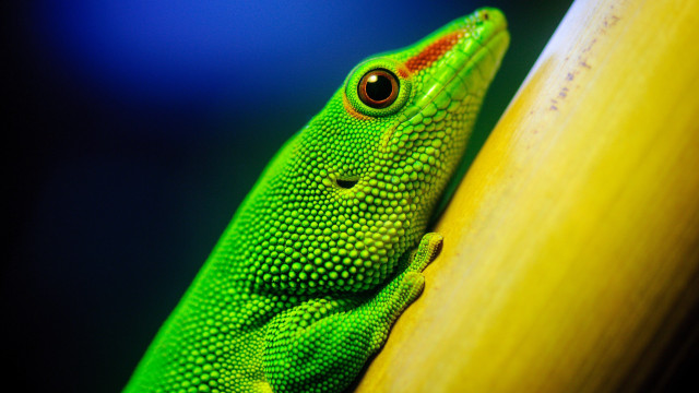 Green lizard yellow pole curious free wallpaper - medium preview image