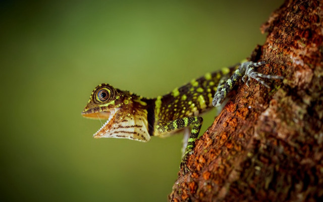 Small lizard climbing branch open free wallpaper - medium preview image